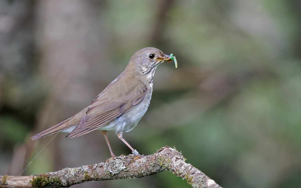 Bicknell's Thrush - ML638919705