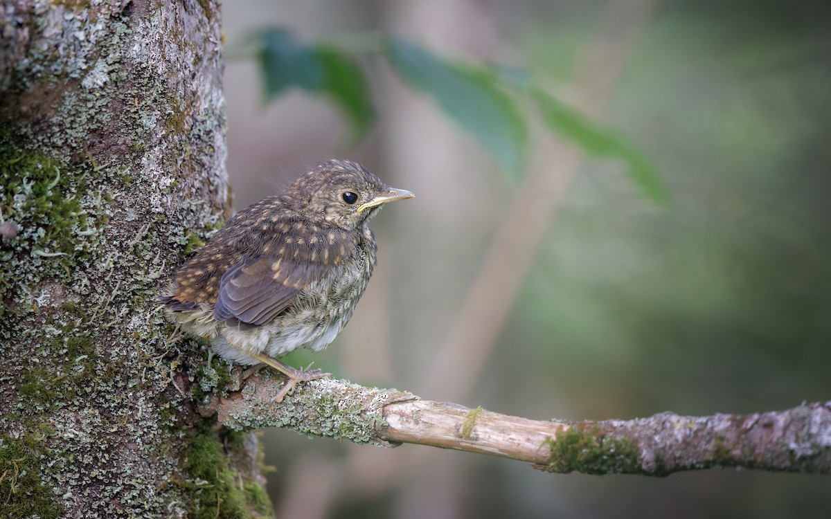 Bicknell's Thrush - ML638919706