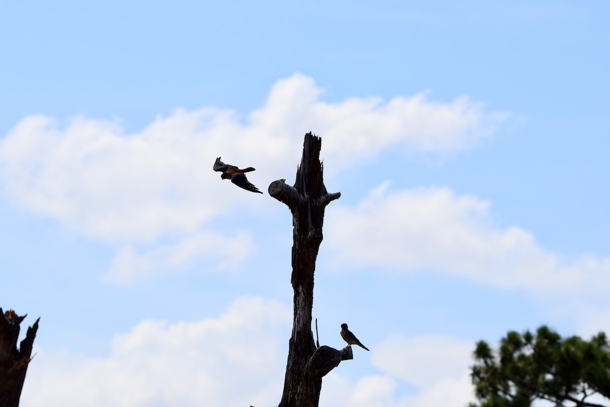 American Kestrel - ML638919823