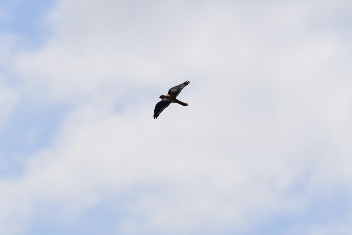 American Kestrel - ML638919865