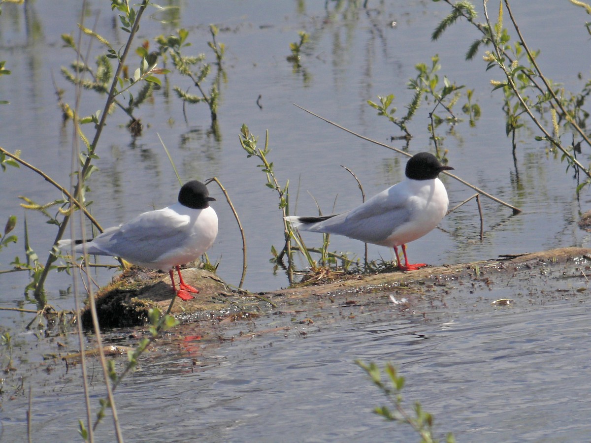 Little Gull - ML638919868