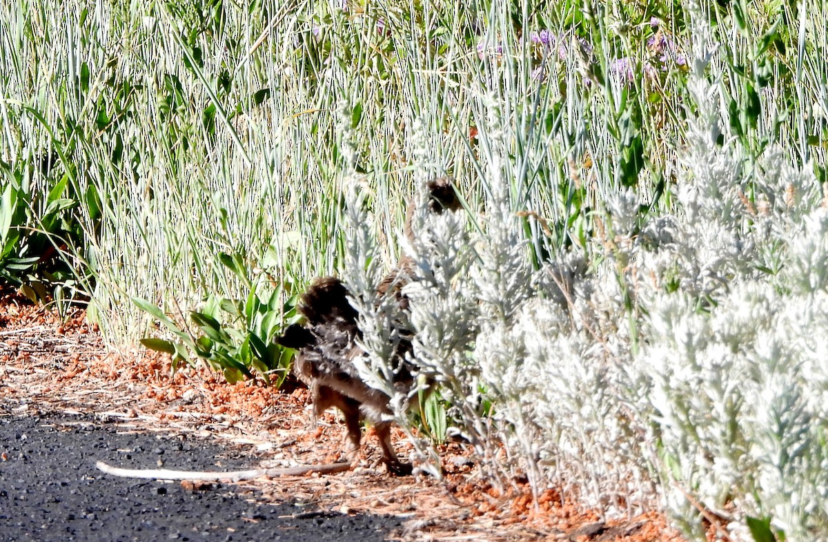 tetřívek douglaskový - ML638919872