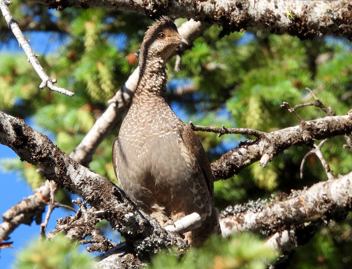 tetřívek douglaskový - ML638919873