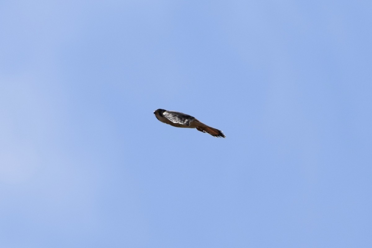 American Kestrel - ML638919882