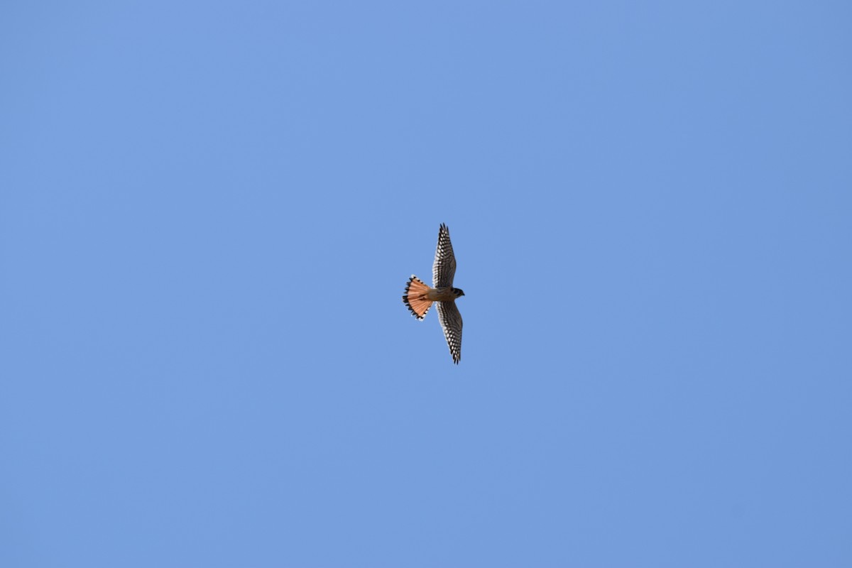 American Kestrel - ML638919885