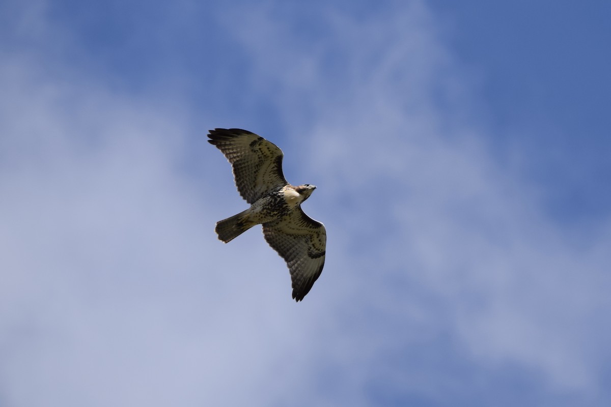 Red-tailed Hawk - ML638919994