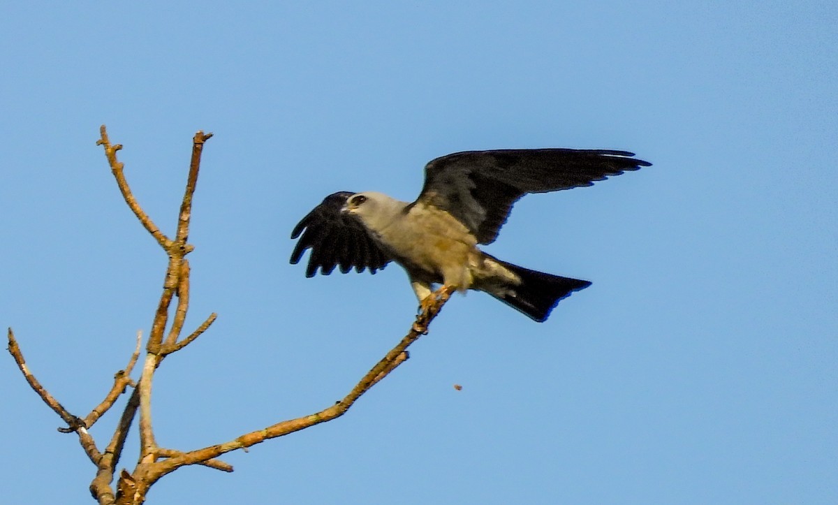 Mississippi Kite - ML638920007