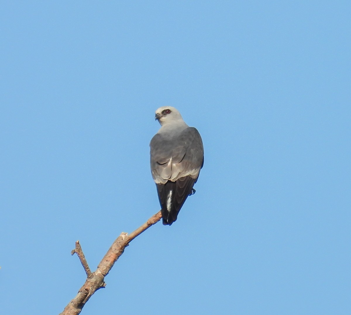 Mississippi Kite - ML638920008