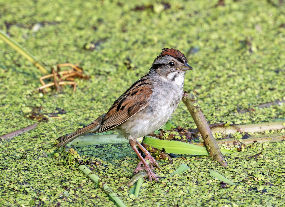 Swamp Sparrow - ML638920015