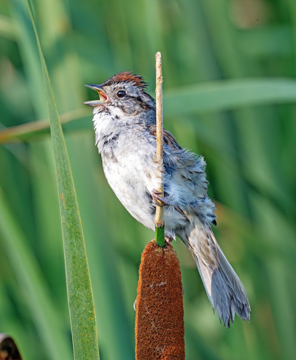 Swamp Sparrow - ML638920018