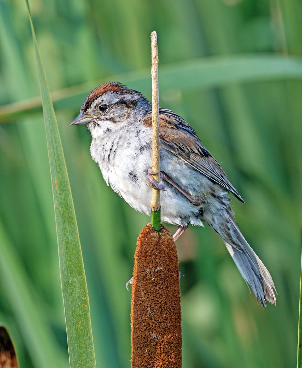 Swamp Sparrow - ML638920019