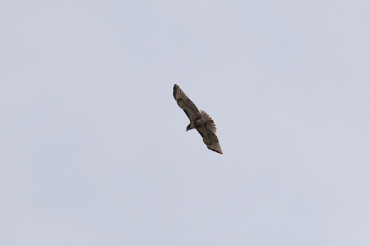 Red-tailed Hawk - ML638920023