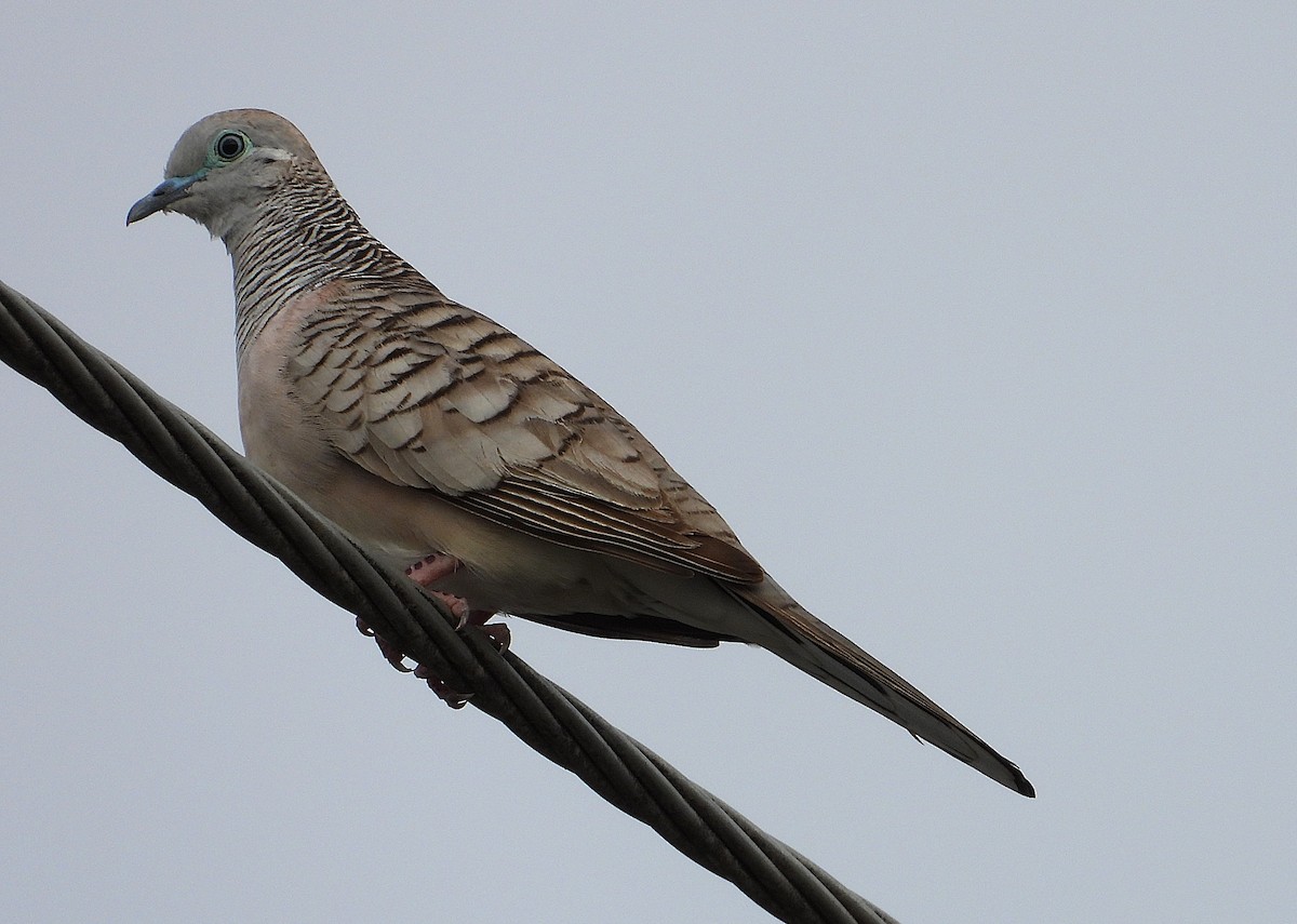 Peaceful Dove - ML638920029