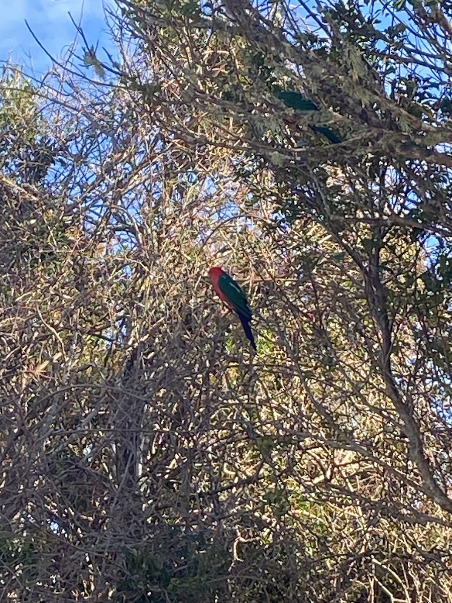 Australian King-Parrot - ML638920032