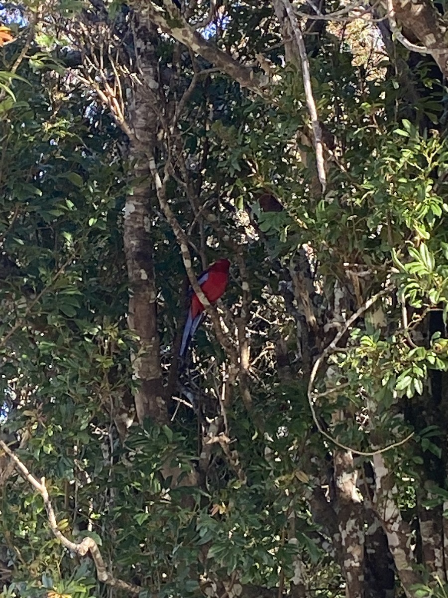 Crimson Rosella - ML638920051