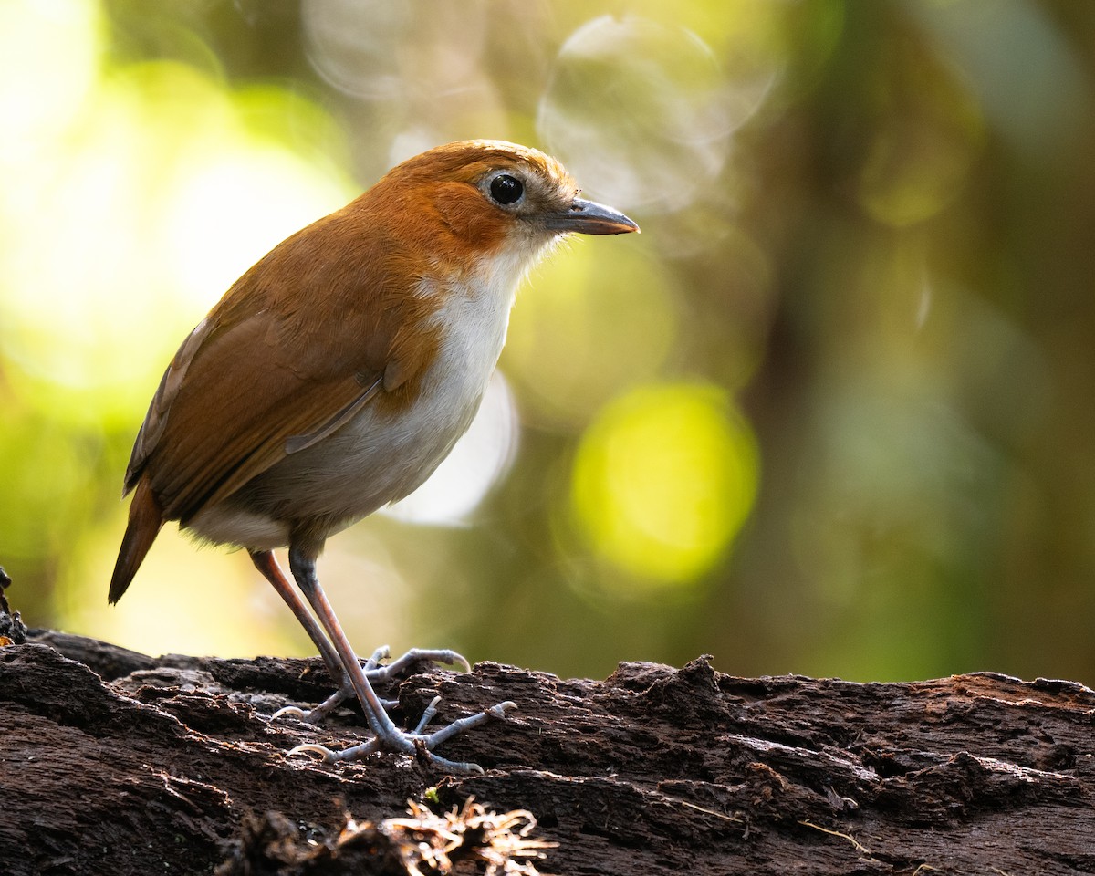 White-bellied Antpitta - ML638920068