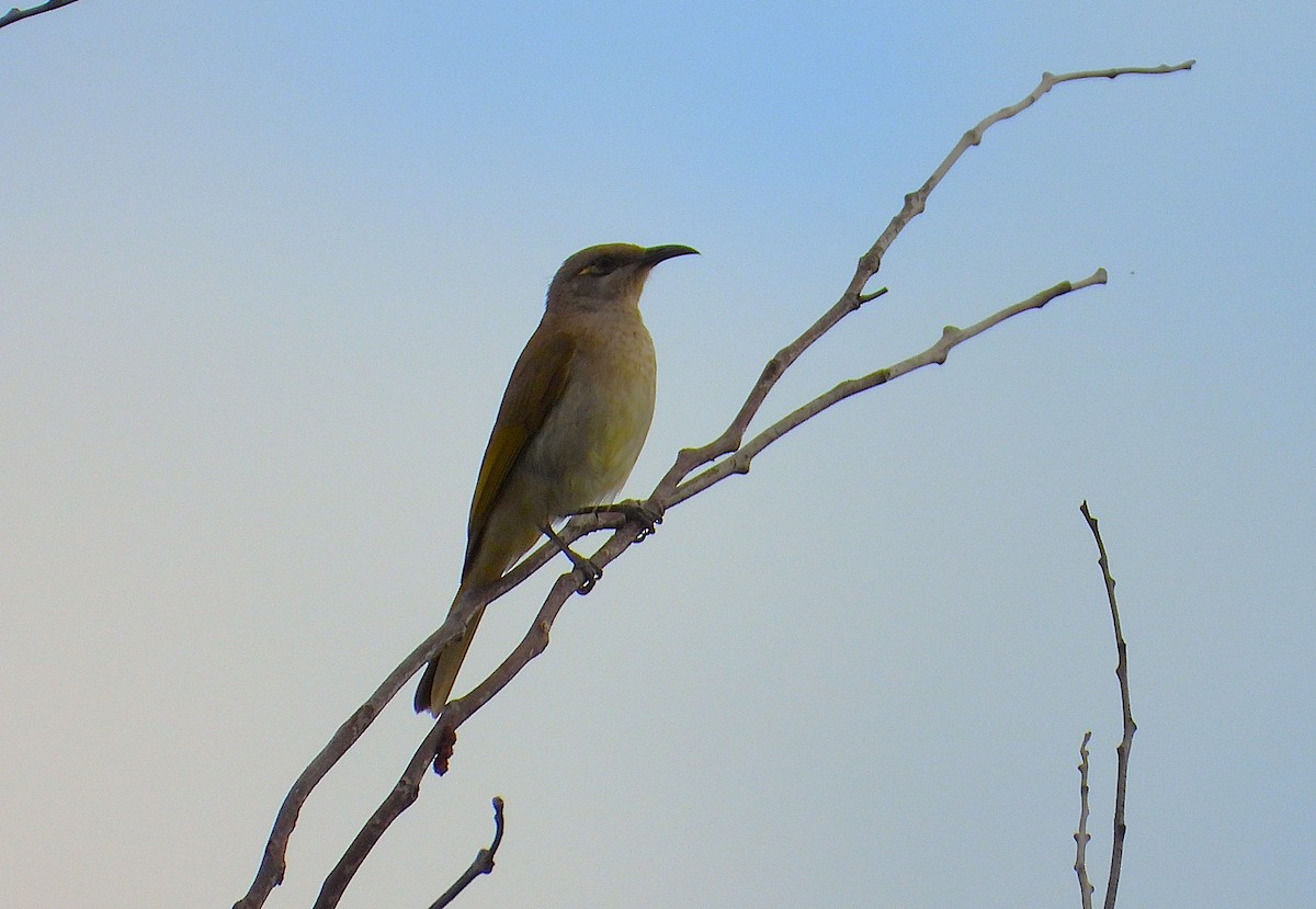 Brown Honeyeater - ML638920077
