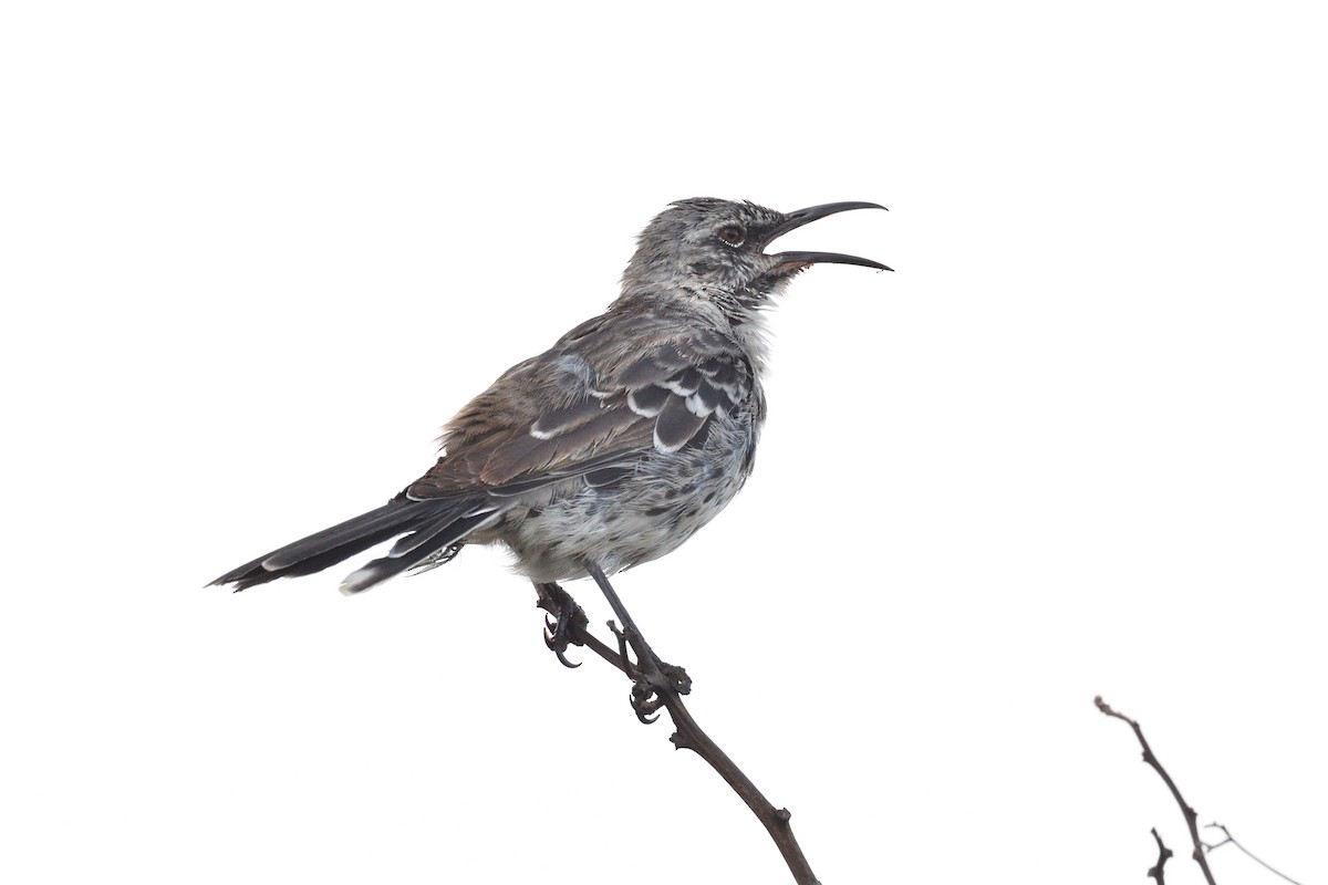 Española Mockingbird - ML638920080