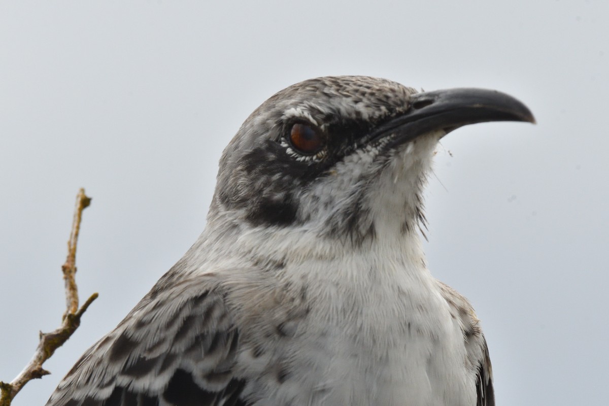 Española Mockingbird - ML638920082