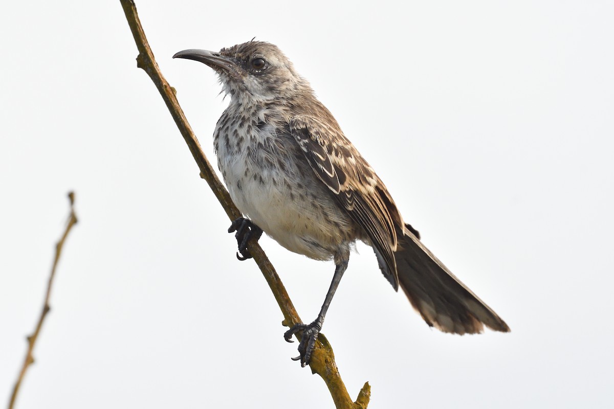 Española Mockingbird - ML638920083