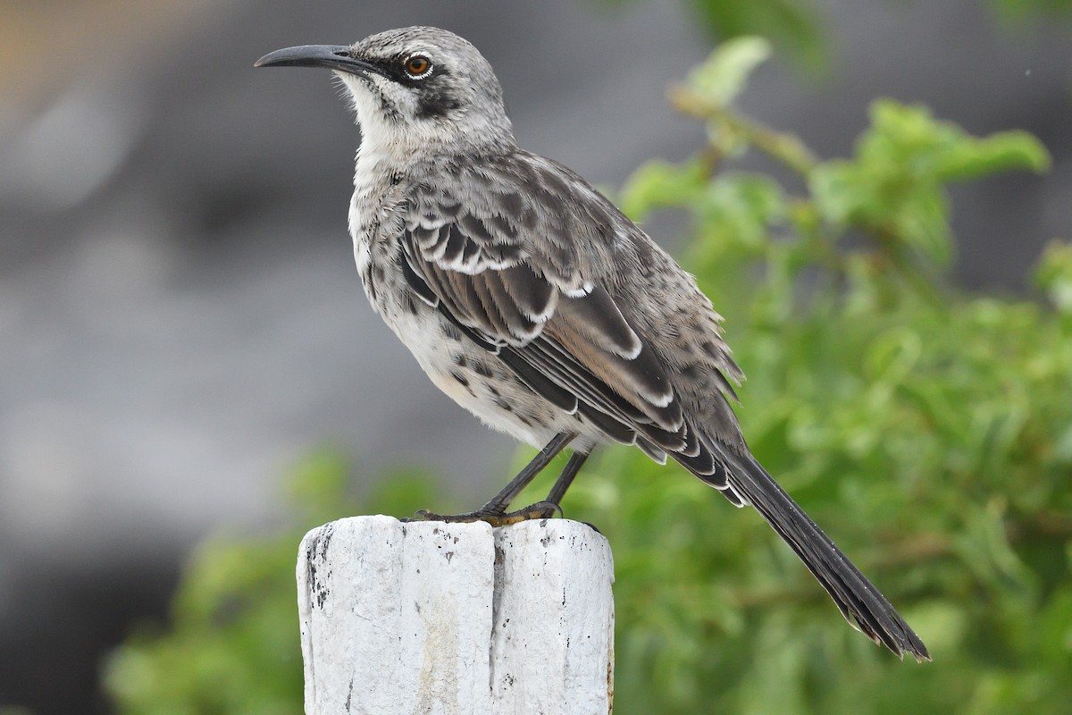 Española Mockingbird - ML638920084
