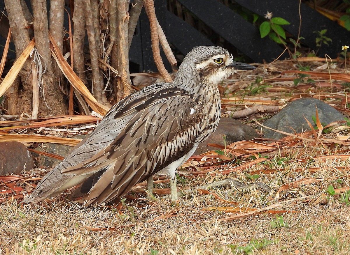 Bush Thick-knee - ML638920085