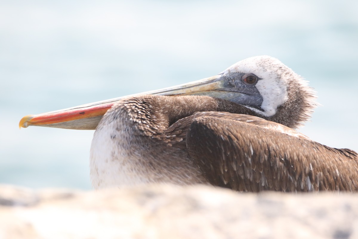 Peruvian Pelican - ML638920086