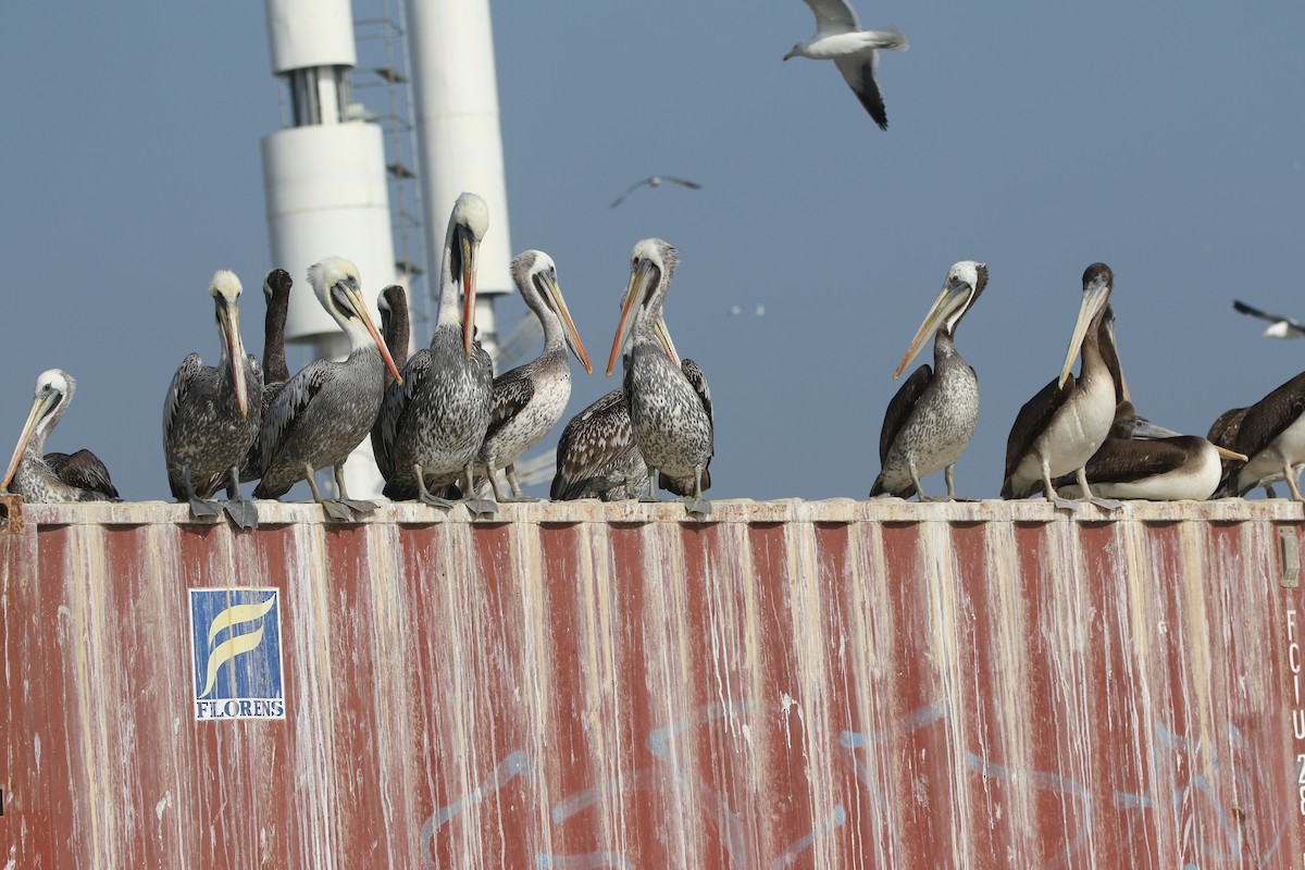 Peruvian Pelican - ML638920087