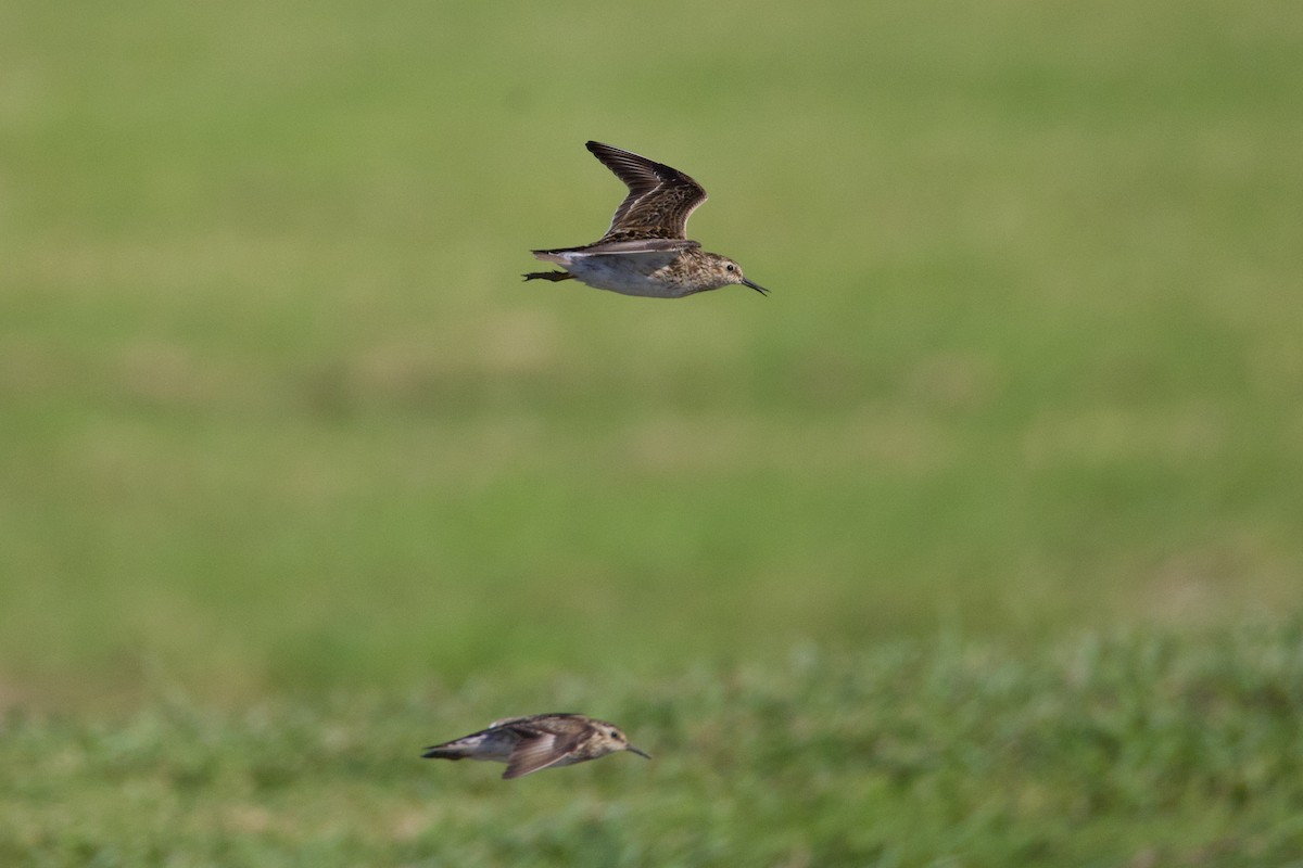 Least Sandpiper - ML638920096