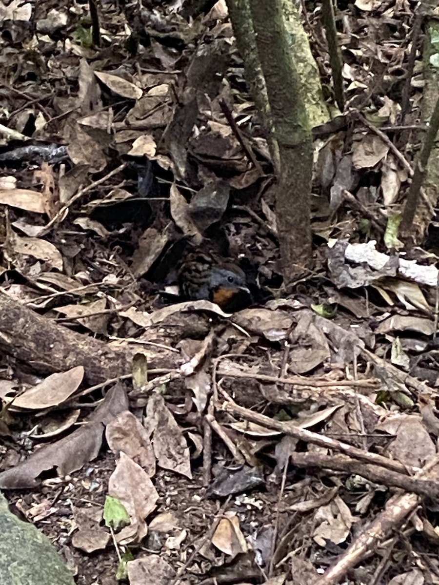 Australian Logrunner - ML638920097