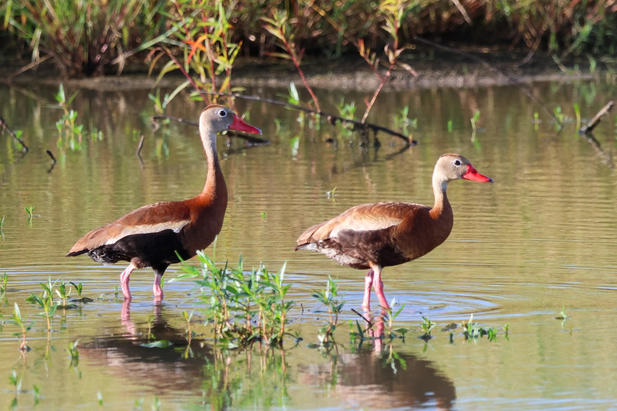Black-bellied Whistling-Duck - ML638920099