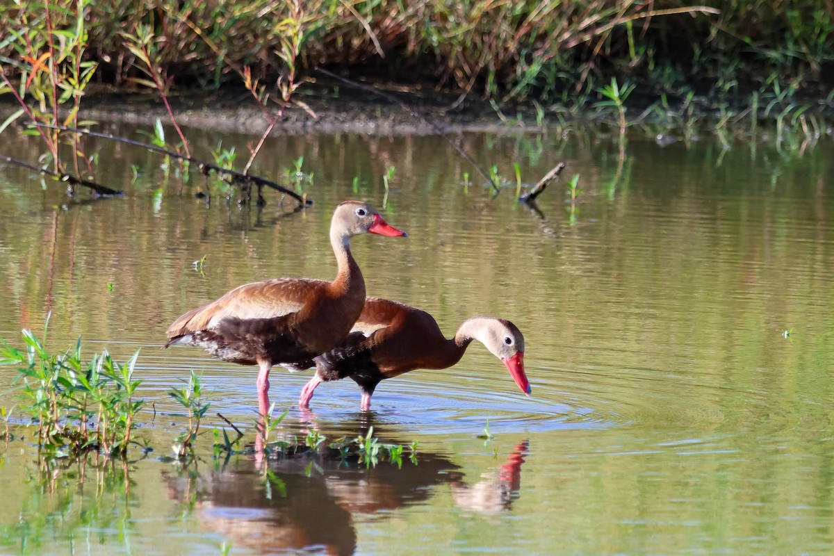 Black-bellied Whistling-Duck - ML638920100