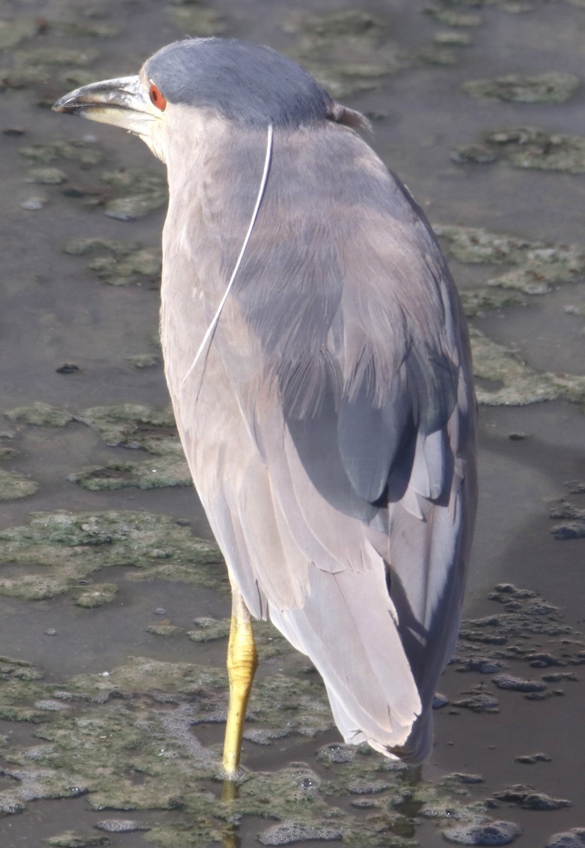 Mallard - ML638920106