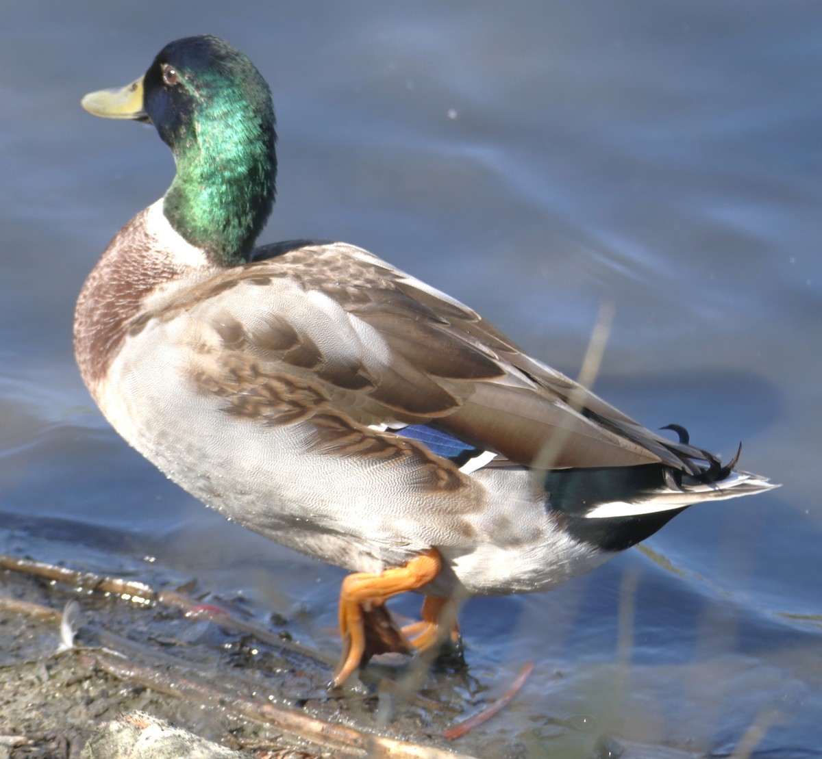 Mallard - ML638920110