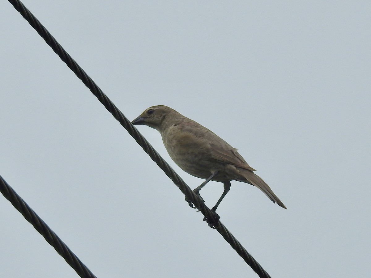 Shiny Cowbird - ML638920112