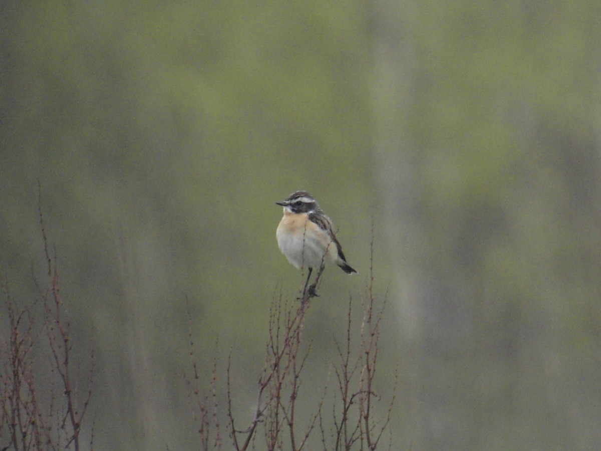 Whinchat - ML638920113