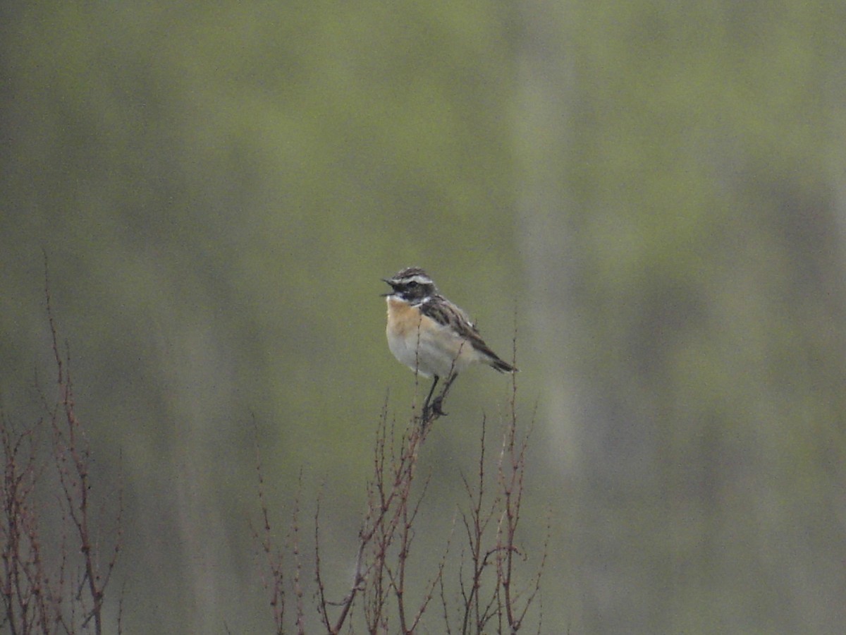 Whinchat - ML638920114