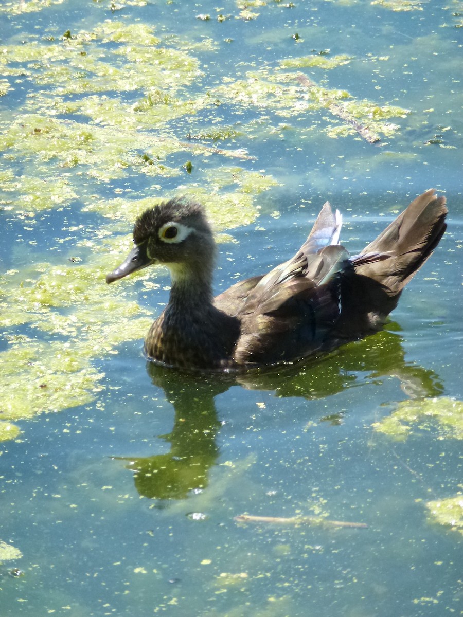 Wood Duck - ML638920117