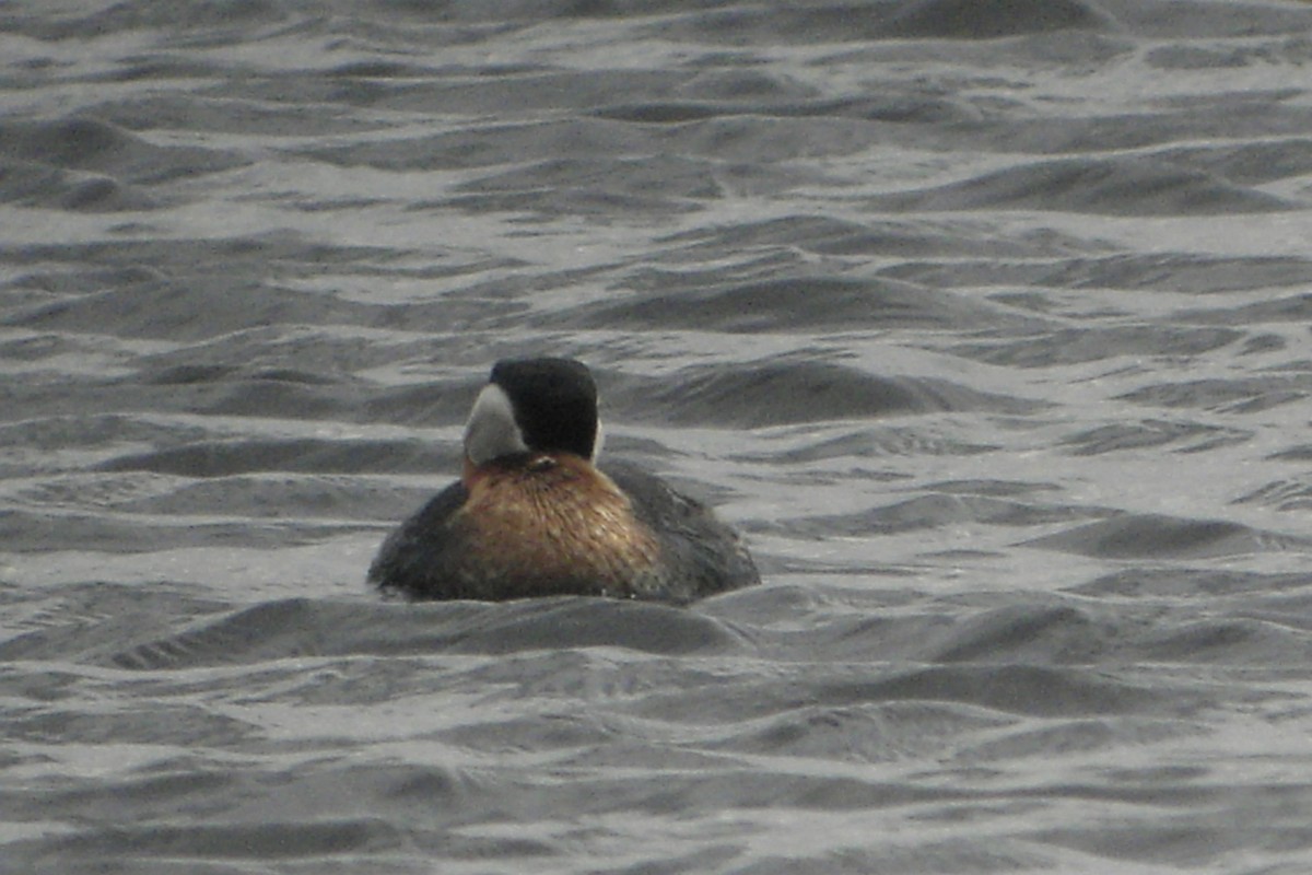 Red-necked Grebe - ML638920144