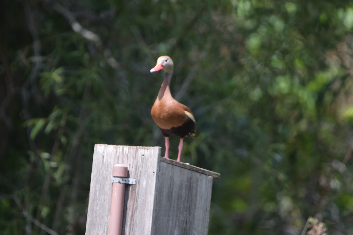Black-bellied Whistling-Duck - ML638920167