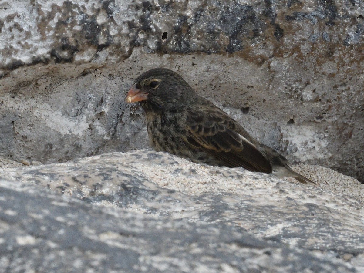 Small Ground-Finch - ML638920203