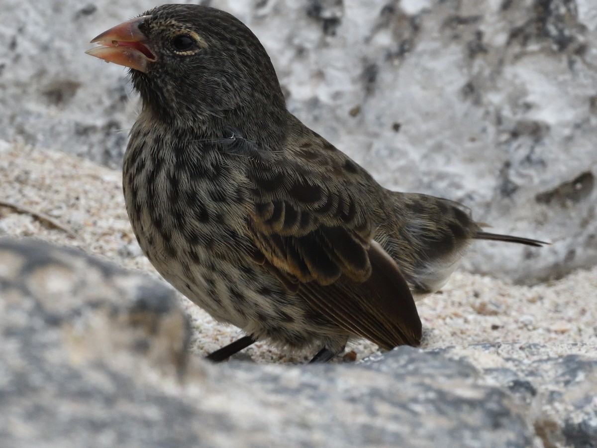 Small Ground-Finch - ML638920207