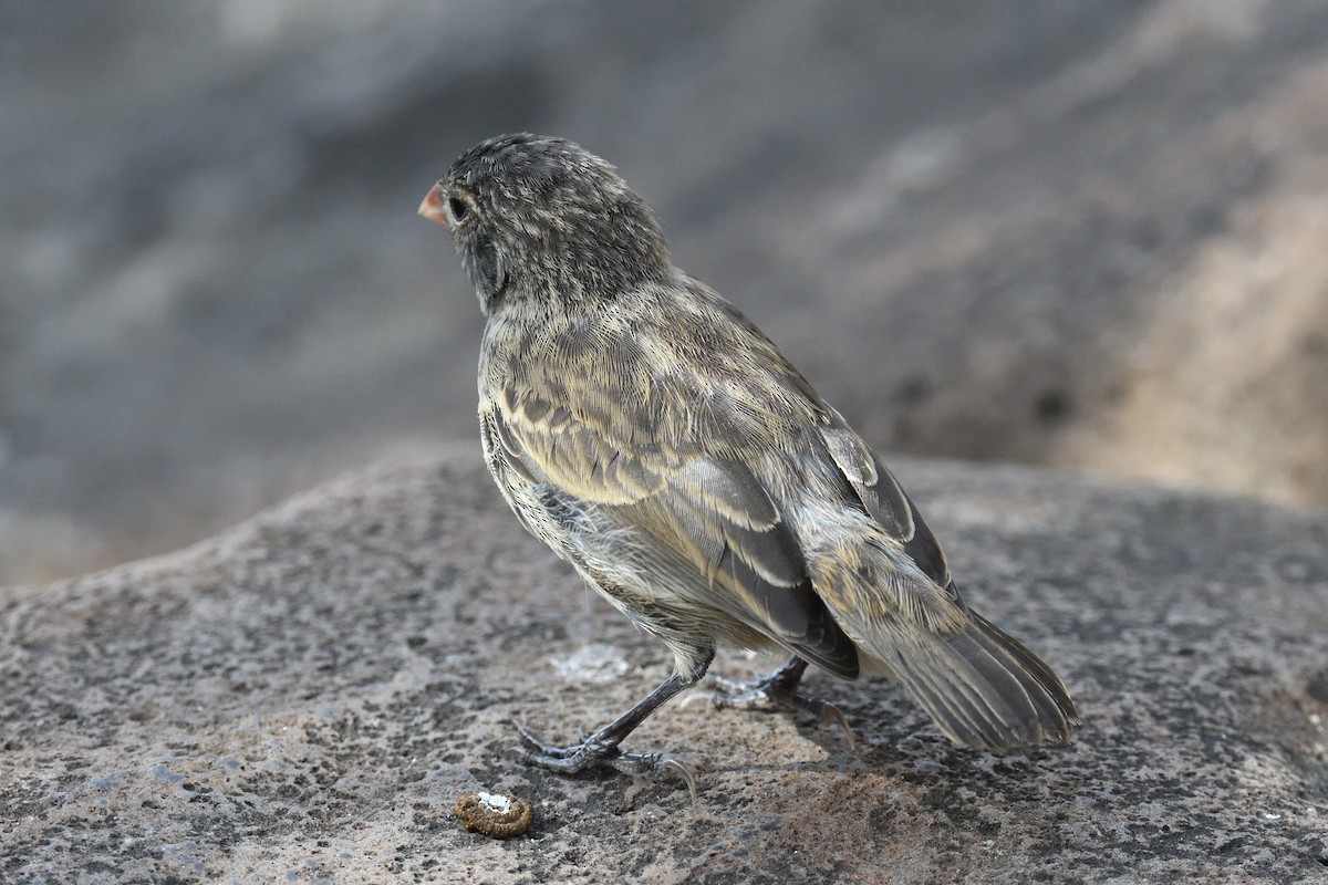 Small Ground-Finch - ML638920209