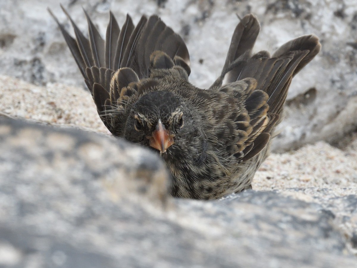 Small Ground-Finch - ML638920211