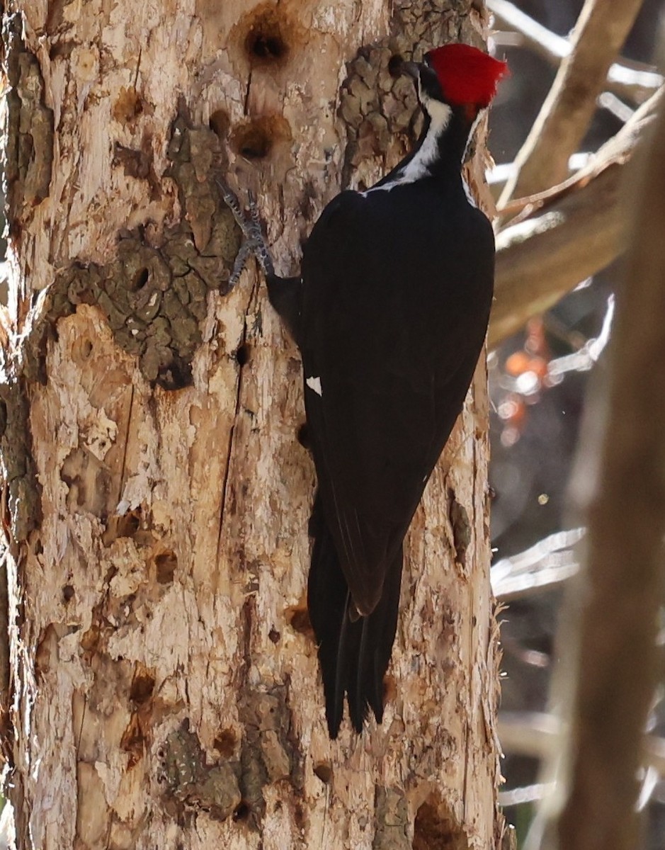 Pileated Woodpecker - ML638920252