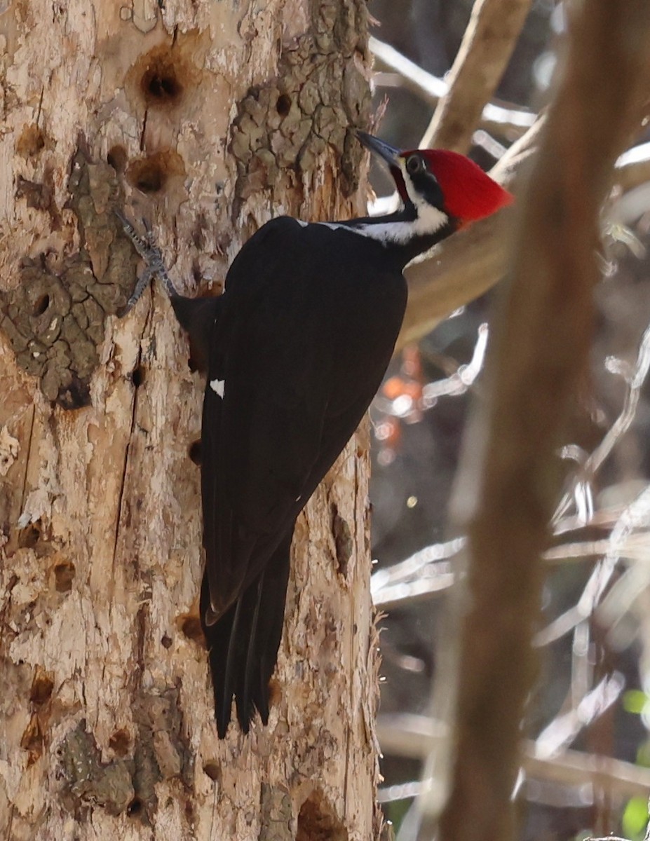 Pileated Woodpecker - ML638920253