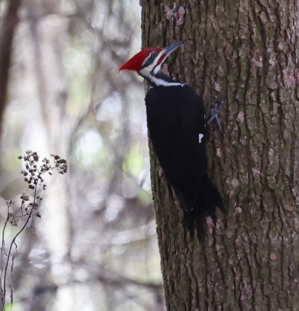 Pileated Woodpecker - ML638920254