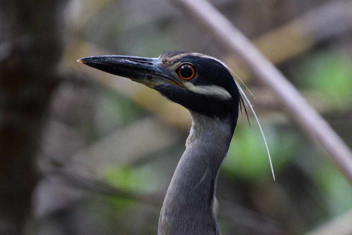 Yellow-crowned Night Heron - ML638920288