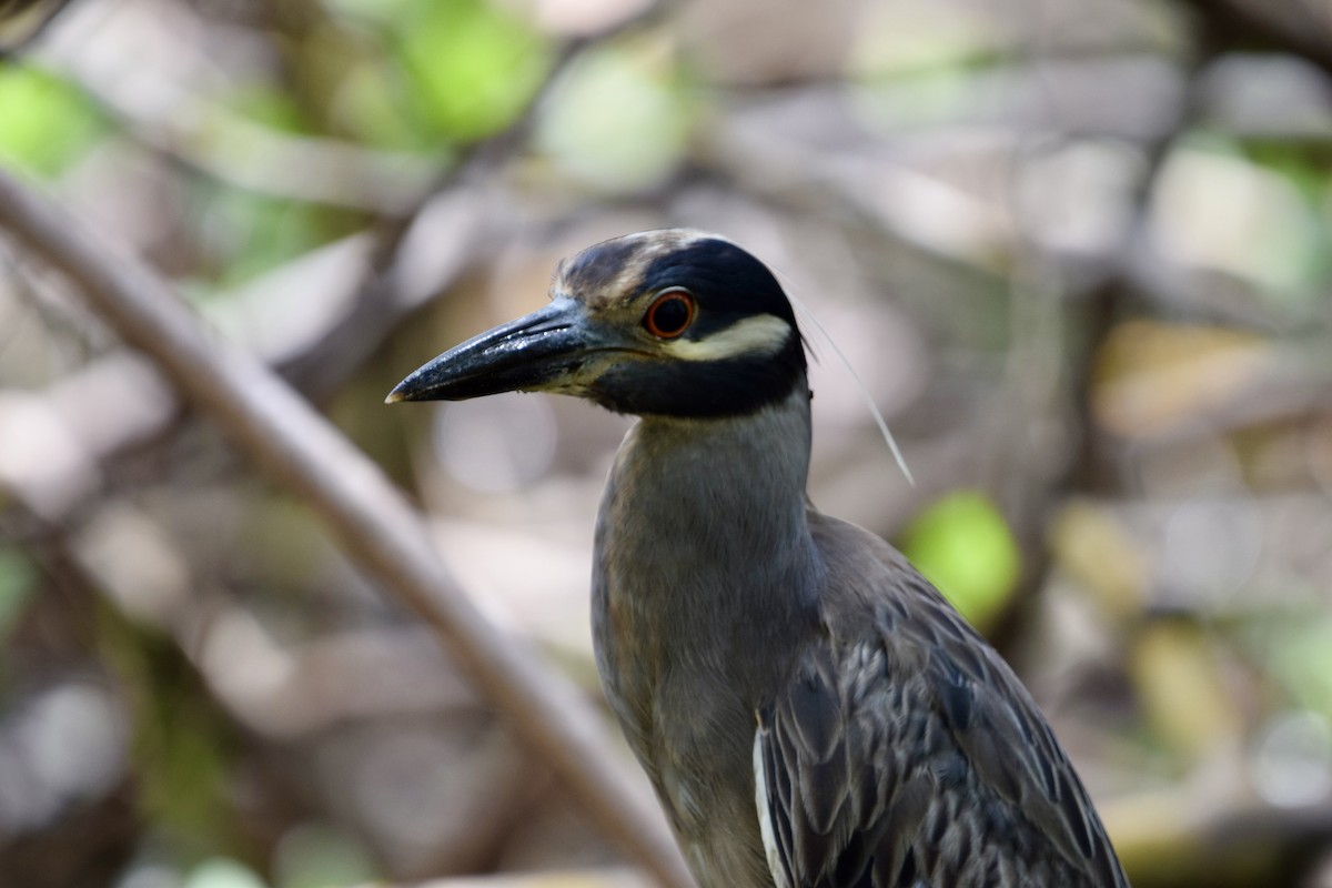 Yellow-crowned Night Heron - ML638920298