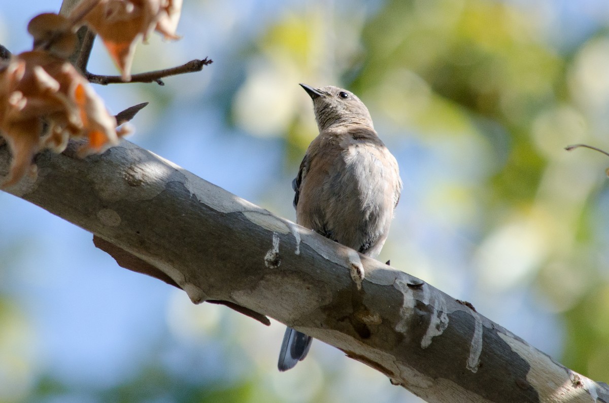 Western Bluebird - ML638920300